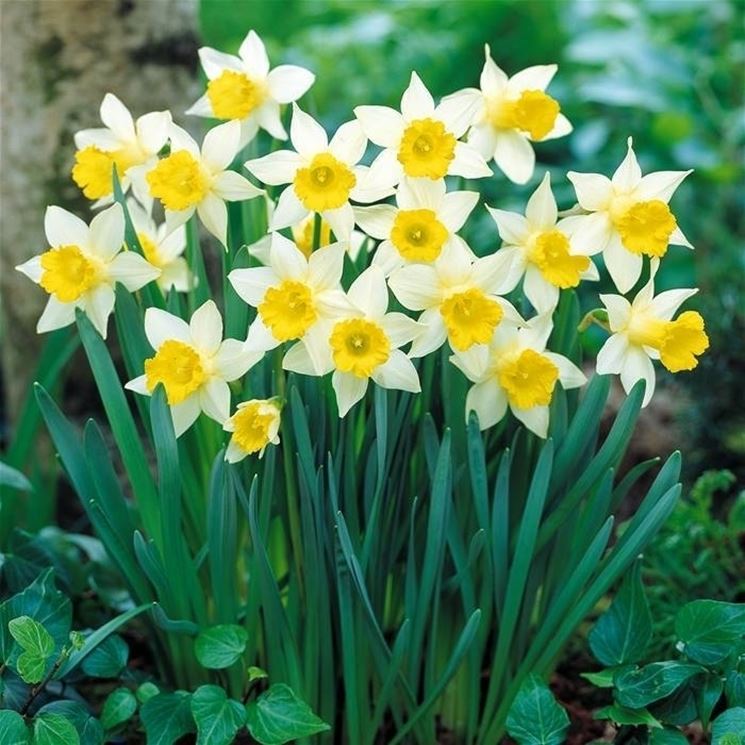 5x Narciso bulbi Fiori giradino perenni Bulbi di Narcisi Giardinaggio bulbi Narcisi bulbi Canaliculatis 