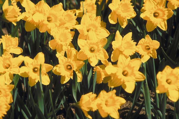 5x Narciso bulbi Fiori giradino perenni Bulbi di Narcisi Giardinaggio bulbi Narcisi bulbi Canaliculatis 