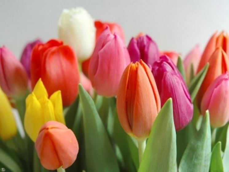 Splendidi tulipani olandesi