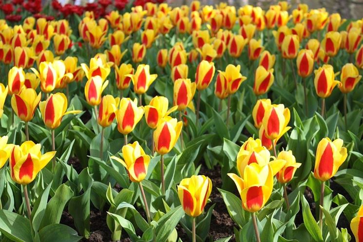 Bulbi di tulipano messi a dimora