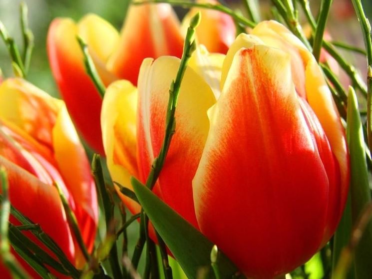 tulipani screziati