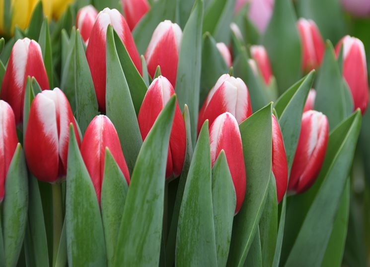 tulipa 