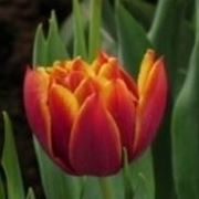 quando si piantano i tulipani