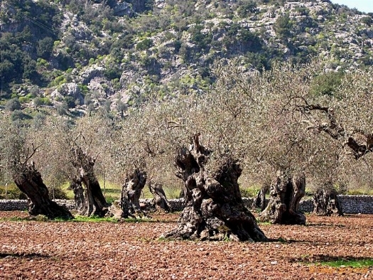 Domande Su Piante Di Ulivo Secolare Domande E Risposte Giardino Ulivo Secolare