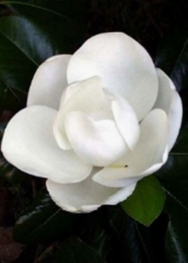 immagini magnolia