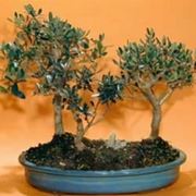 bonsai ulivo