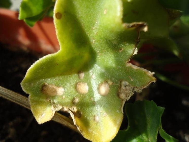 Foglia di geranio edera danneggiata da larve di Helicoverpa virescens