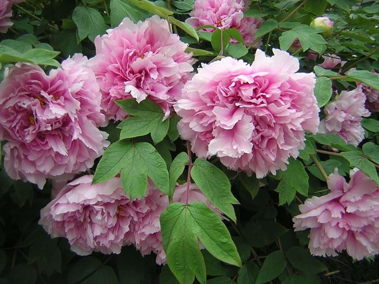 Fiori di peonie rosa