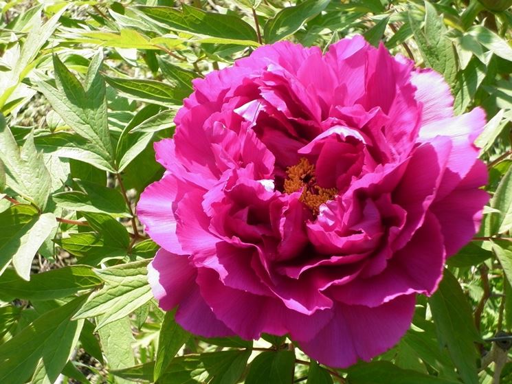 Fiore di peonia