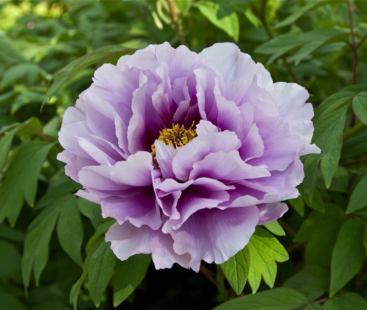 peonie-coltivazion_NG1.jpg