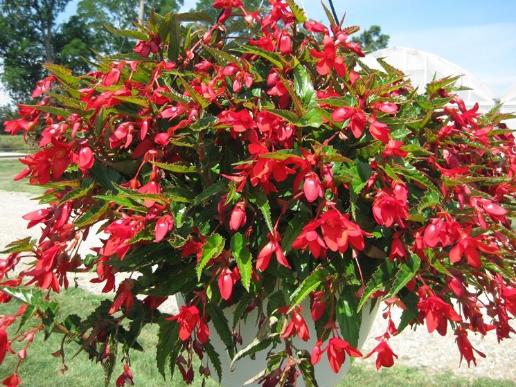 begonia pendula rossa