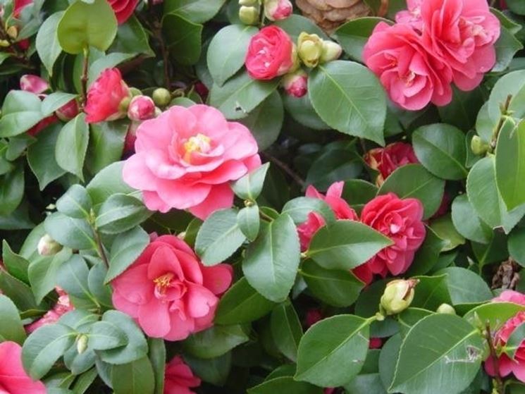 Particolare dei fiori di camelia