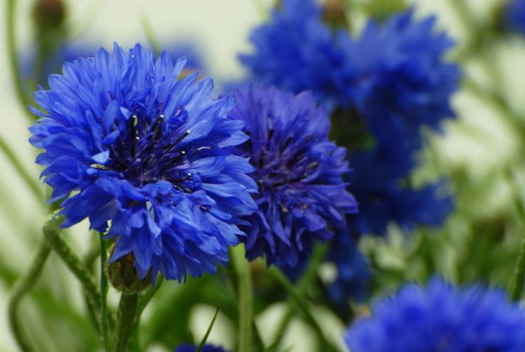 Fiore di fiordaliso blu