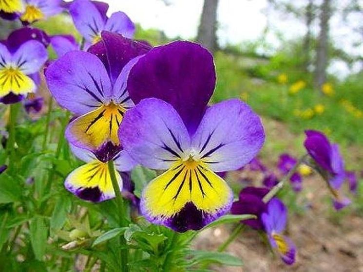 fiore viola all'aperto