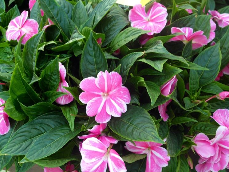 Bordura di fiori di vetro