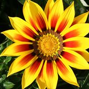 gazania