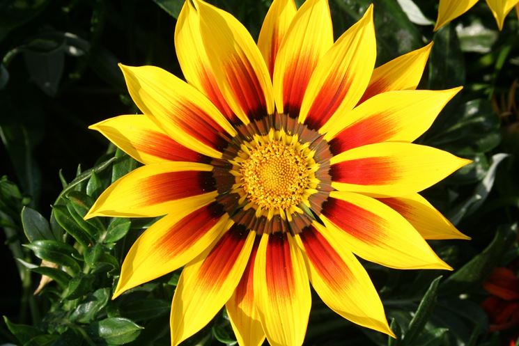 gazania