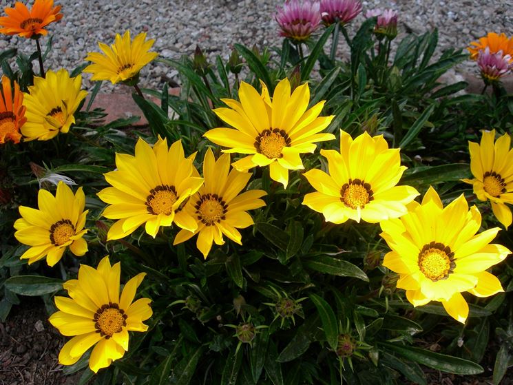 fiori di gazania