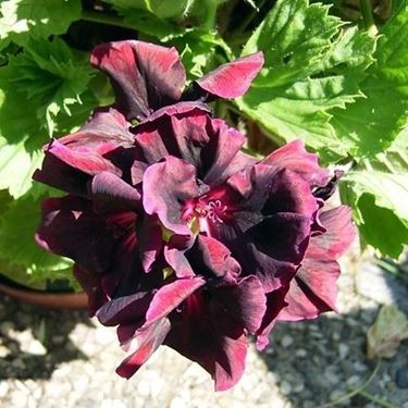 pelargonium dark lady