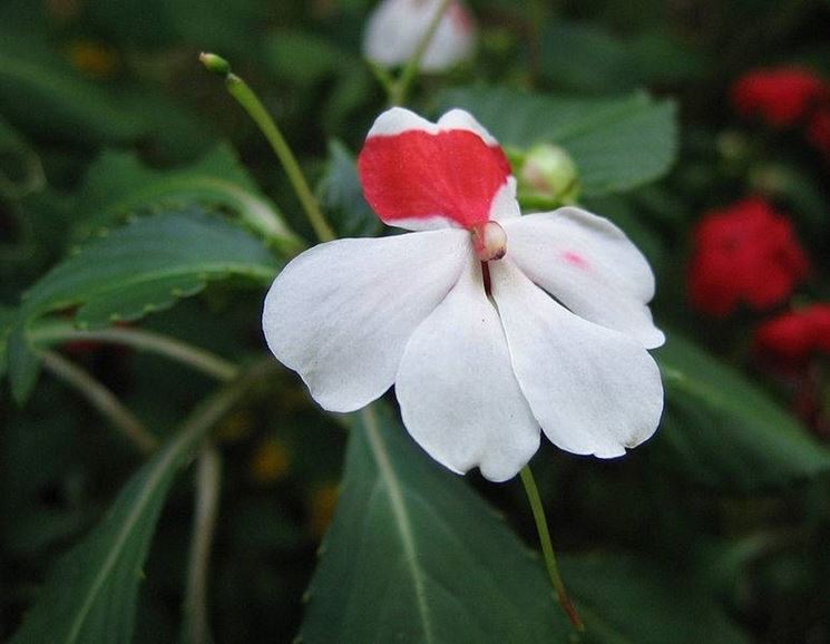 Fiore della Nuova Guinea