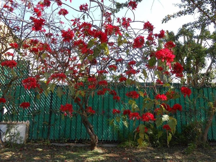 Albero di Poinsettia