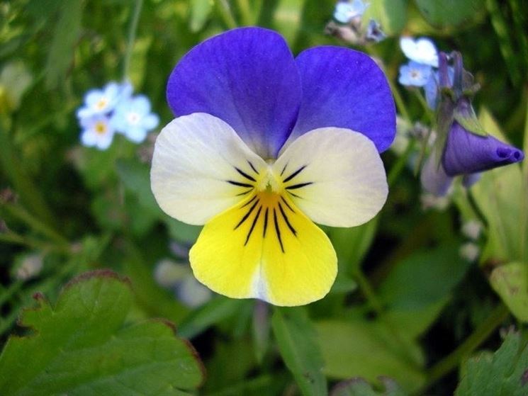 Viola tricolor - fiore