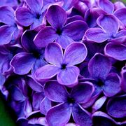 pianta fiori viola