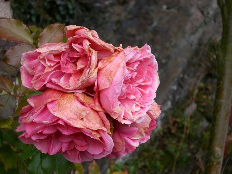 rose autunnali