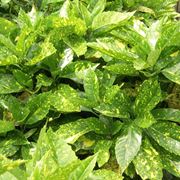 aucuba japonica variegata