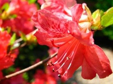 fiori azalea 