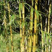 Una pianta di bamboo