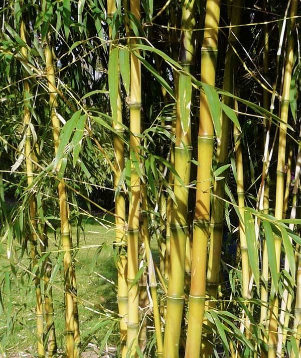 Bamboo pianta - Piante da Giardino - Coltivazione pianta bamboo