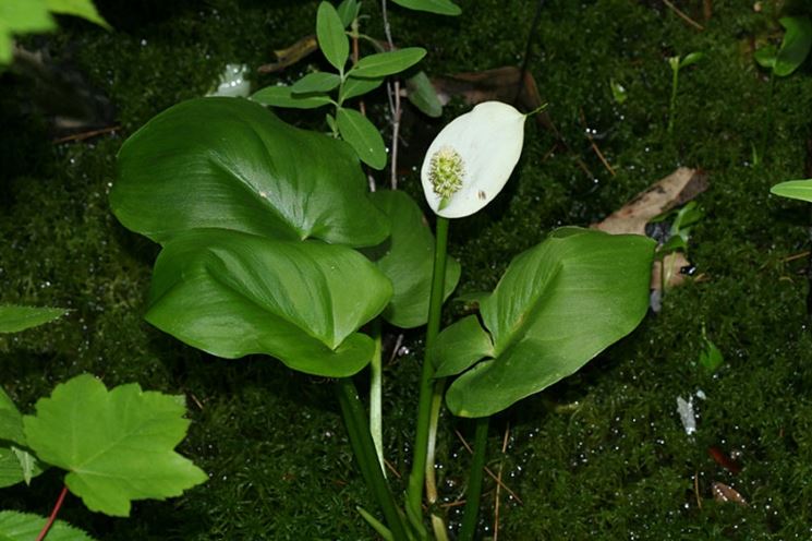 La <em>calla selvatica</em> al momento della sua sbocciatura