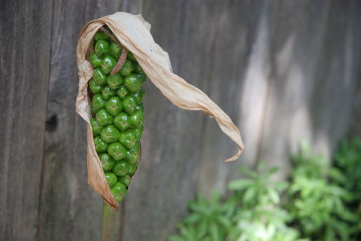 Momento di schiusura dei frutti della calla selvatica