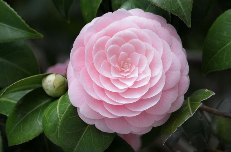 Camelia rosa.