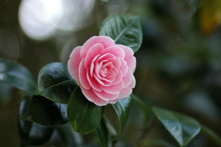 camelia