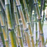 Piantagione di canne di bamboo