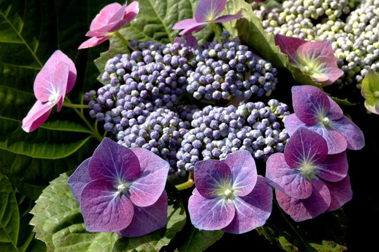 Fiori di ortensia violetti