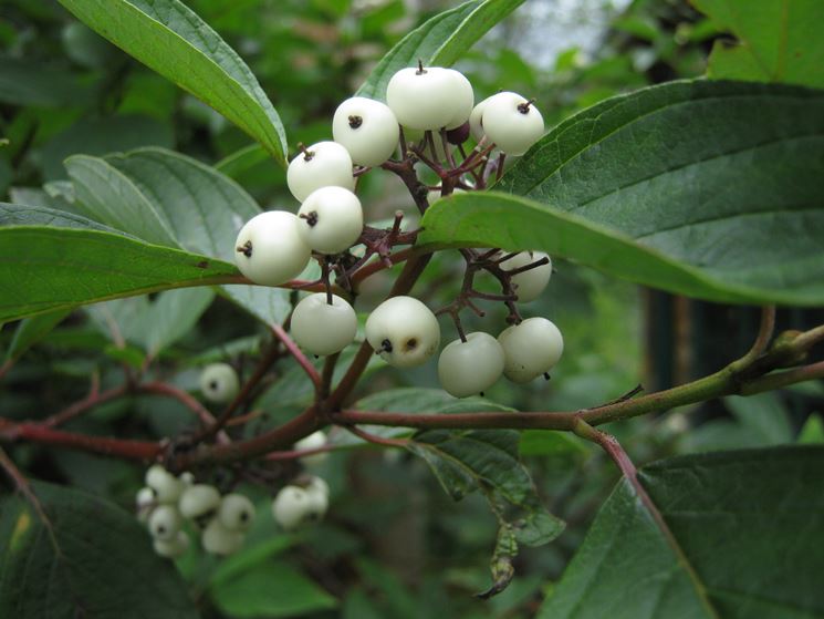 Frutti cornus alba