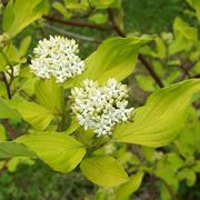 cornus alba elegantissima