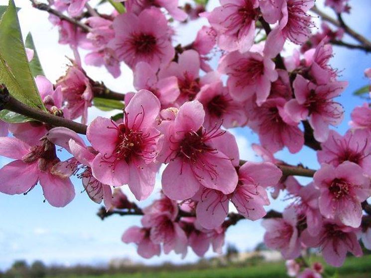 Ramo con fiori di pesco