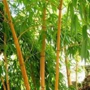 bamboo pianta