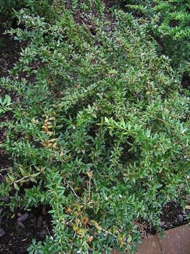 berberis gagnepainii var lanceifolia