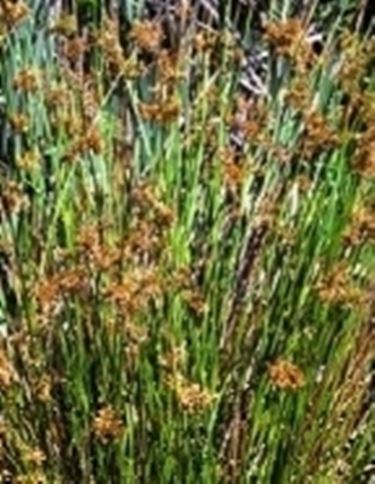 juncus effussus