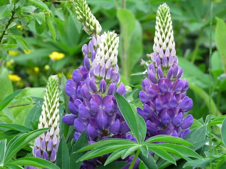 lupinus 