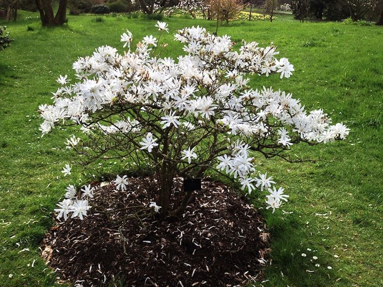 Magnolia stellata giardino