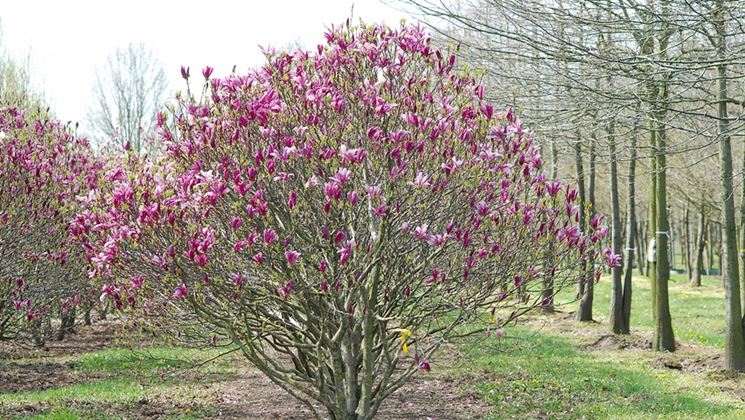 Magnolia susan fiorita