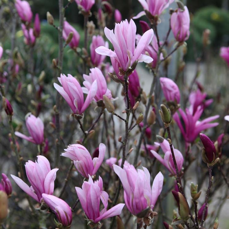 Fiori magnolia