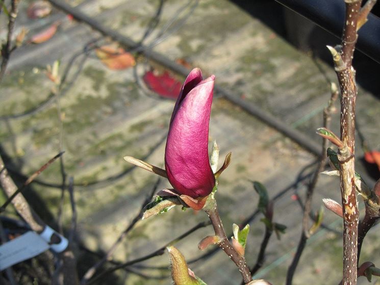 Magnolia pianta