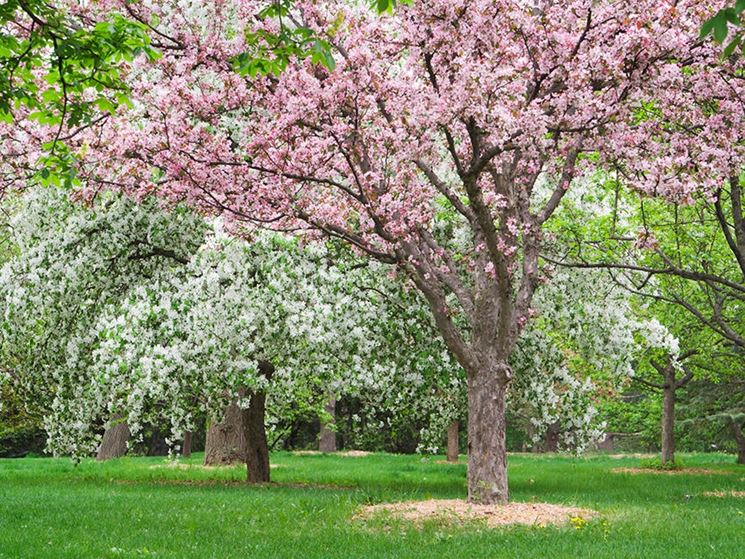 Albero melo fiore